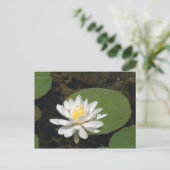 Carte postale Water Lily (Debout devant)