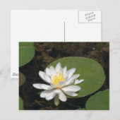 Carte postale Water Lily (Devant / Derrière)