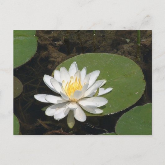 Carte postale Water Lily (Devant)