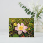 Carte postale Water Lily (Debout devant)