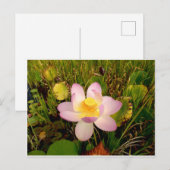 Carte postale Water Lily (Devant / Derrière)