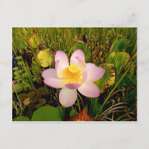 Carte postale Water Lily