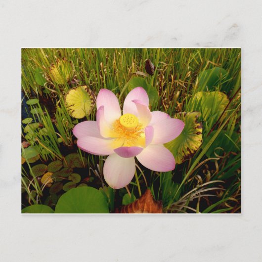 Carte postale Water Lily (Devant)