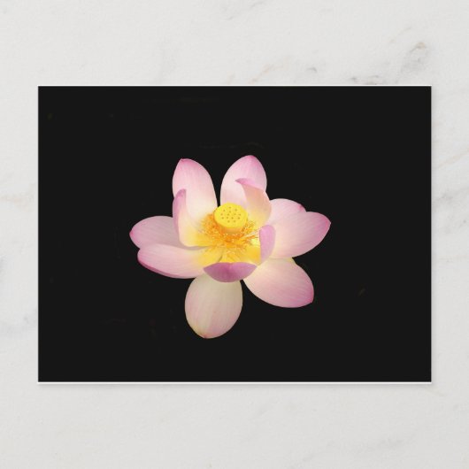 Carte postale Water Lily (Devant)