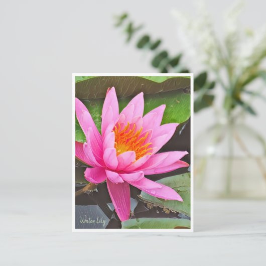 Carte Postale Water Lily ポストカード (Debout devant)