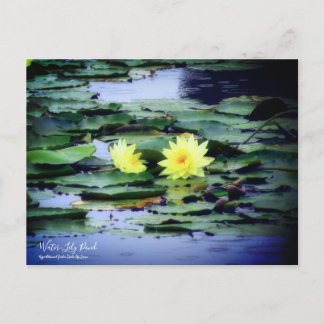 Carte Postale Water-Lily Pond ：Postcard