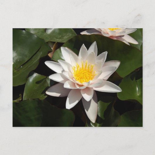 Carte Postale Water Lily Postcard (Devant)