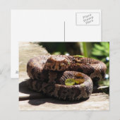 Carte postale Water Moccasin (Devant / Derrière)