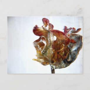 Carte Postale Water Tulip 4 2013 photo