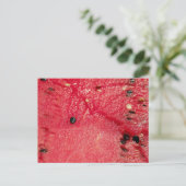 Carte postale WATERMELON (Debout devant)