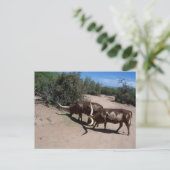 Carte Postale Watusi Ankole (Debout devant)
