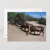 Carte Postale Watusi Ankole (Devant / Derrière)