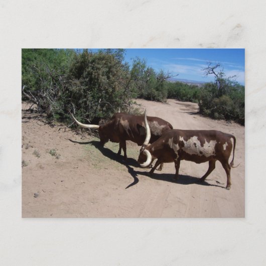 Carte Postale Watusi Ankole (Devant)