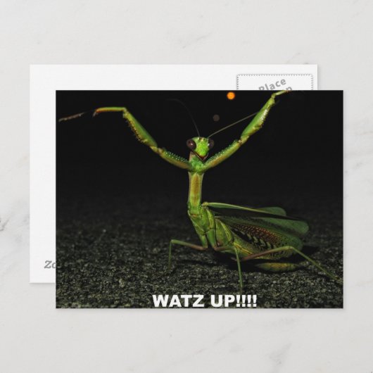 Carte Postale Watz Up Mantis (Devant / Derrière)