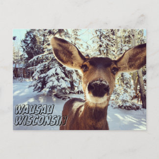 Carte postale Wausau Wisconsin Cute Deer