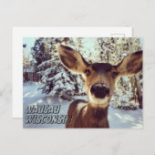 Carte postale Wausau Wisconsin Cute Deer (Devant / Derrière)