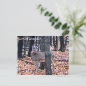 Carte Postale Wausau Wisconsin Deer (Debout devant)
