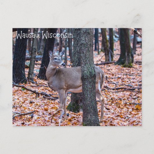 Carte Postale Wausau Wisconsin Deer (Devant)