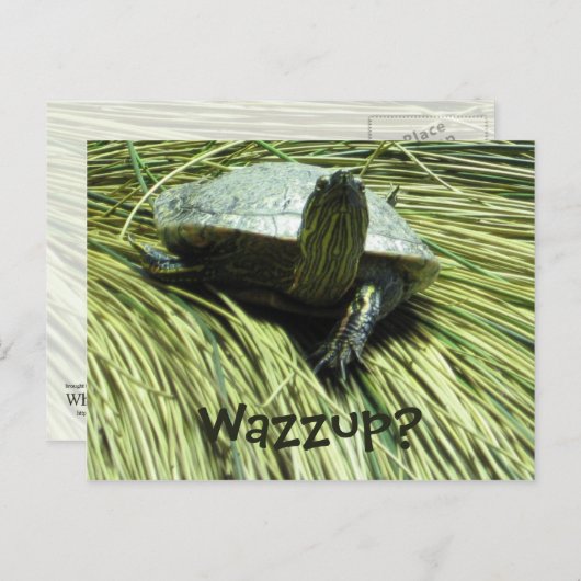 Carte postale Wazzup (Devant / Derrière)