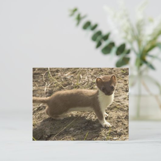 Carte Postale Weasel à queue courte (Debout devant)