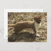 Carte Postale Weasel à queue courte (Devant / Derrière)