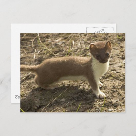 Carte Postale Weasel à queue courte (Devant / Derrière)