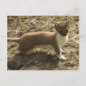 Carte Postale Weasel à queue courte (Devant)