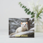 Carte Postale Weasel de neige pondu sur roche (Debout devant)