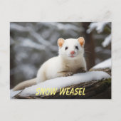 Carte Postale Weasel de neige pondu sur roche (Devant)