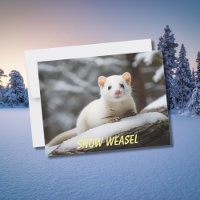 Weasel de neige pondu sur roche