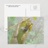 Carte postale Web de l'araignée (Devant / Derrière)