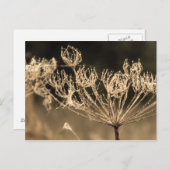 Carte Postale Web et l'eau à Sepia (Devant / Derrière)