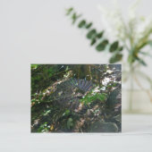 Carte postale Web Leucauge Orb (Debout devant)