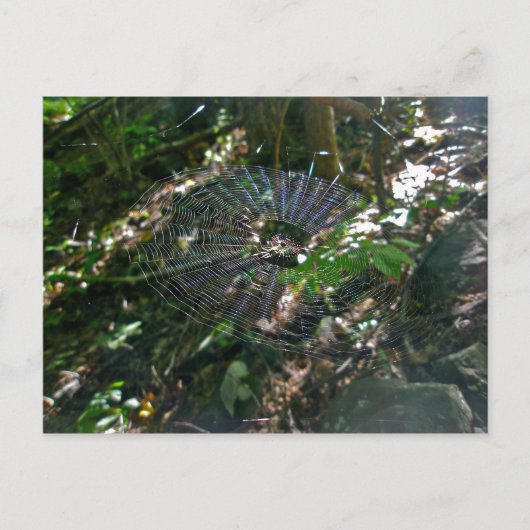 Carte postale Web Leucauge Orb (Devant)