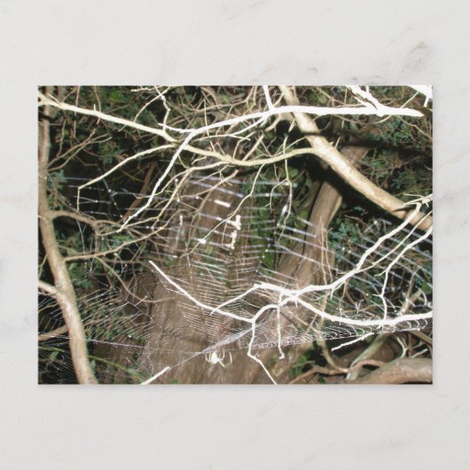 Carte postale Web Leucauge Spider (Devant)