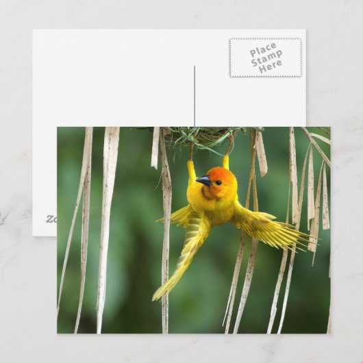 Carte Postale Weber Bird (Devant / Derrière)