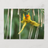 Carte Postale Weber Bird (Devant)