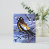Carte Postale Weber's Evening Grosbeak (Debout devant)