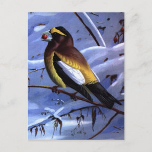 Carte Postale Weber's Evening Grosbeak