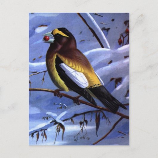 Carte Postale Weber's Evening Grosbeak (Devant)