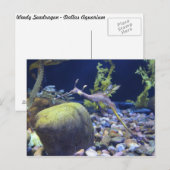 Carte Postale Weedy Seadragon n° 1 (Devant / Derrière)