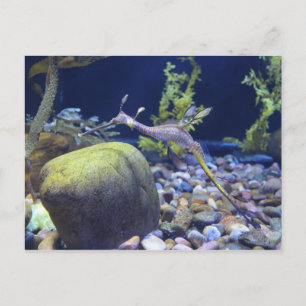 Carte Postale Weedy Seadragon n° 1