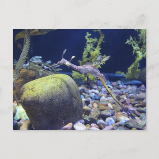 Carte Postale Weedy Seadragon n° 1 (Devant)