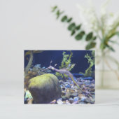 Carte Postale Weedy Seadragon n° 2 (Debout devant)