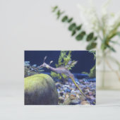 Carte Postale Weedy Seadragon n° 3 (Debout devant)