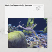 Carte Postale Weedy Seadragon n° 3 (Devant / Derrière)