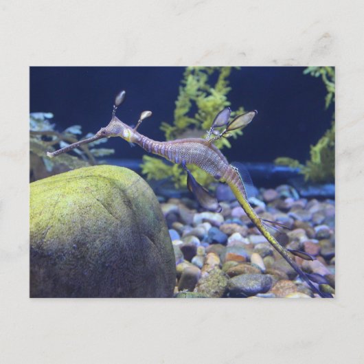 Carte Postale Weedy Seadragon n° 3 (Devant)