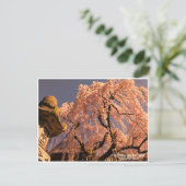 Carte Postale Weeping cherry tree ("Nara Ichiban-Zakura") (Debout devant)