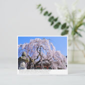 Carte Postale Weeping cherry tree ("Nara Ichiban-Zakura") (Debout devant)