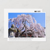 Carte Postale Weeping cherry tree ("Nara Ichiban-Zakura") (Devant / Derrière)